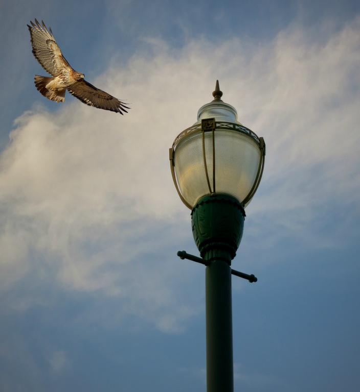 Pkg Lite with Red Tail